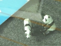 059-sakuranbouzu.jpg