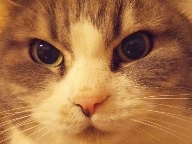 hanaちゃん