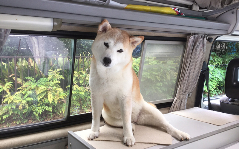 ゔぁなぽん
