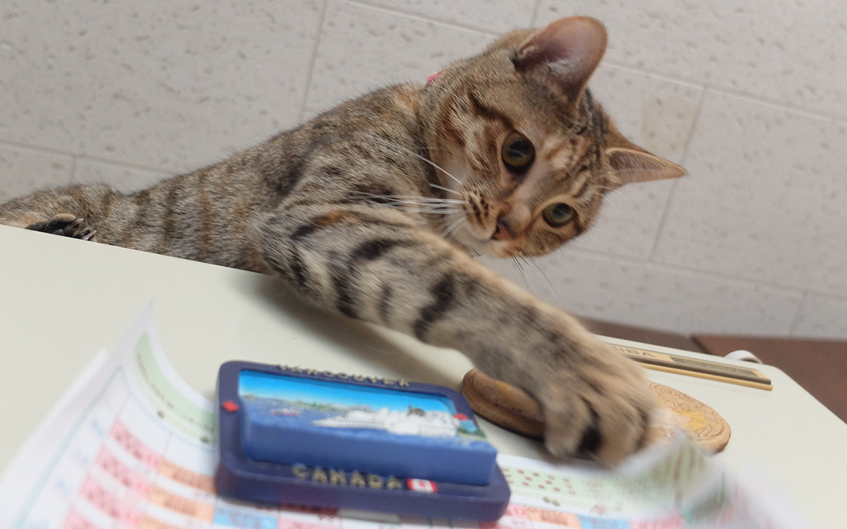 チビビ